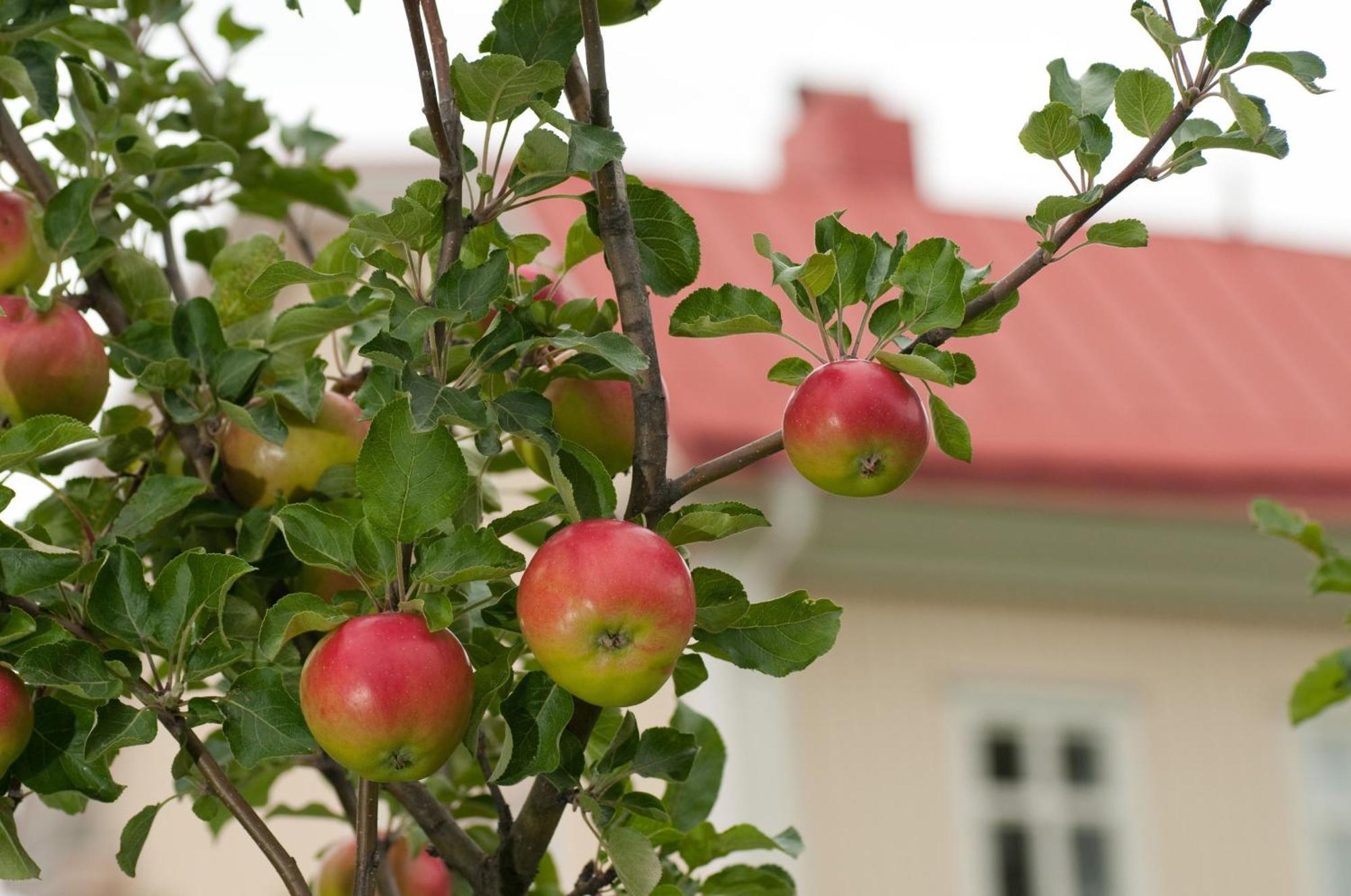 Stiftsgarden Konferens & Hotell Skelleftea Exterior photo